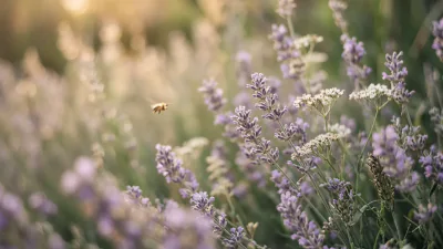 Lavender in warm light with a bee in the distance